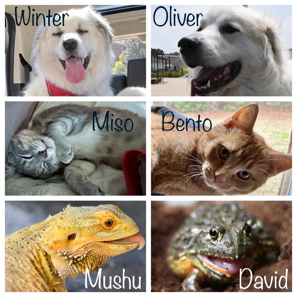 two dogs, two cats, Bearded Dragon, Giant African Bullfrog
